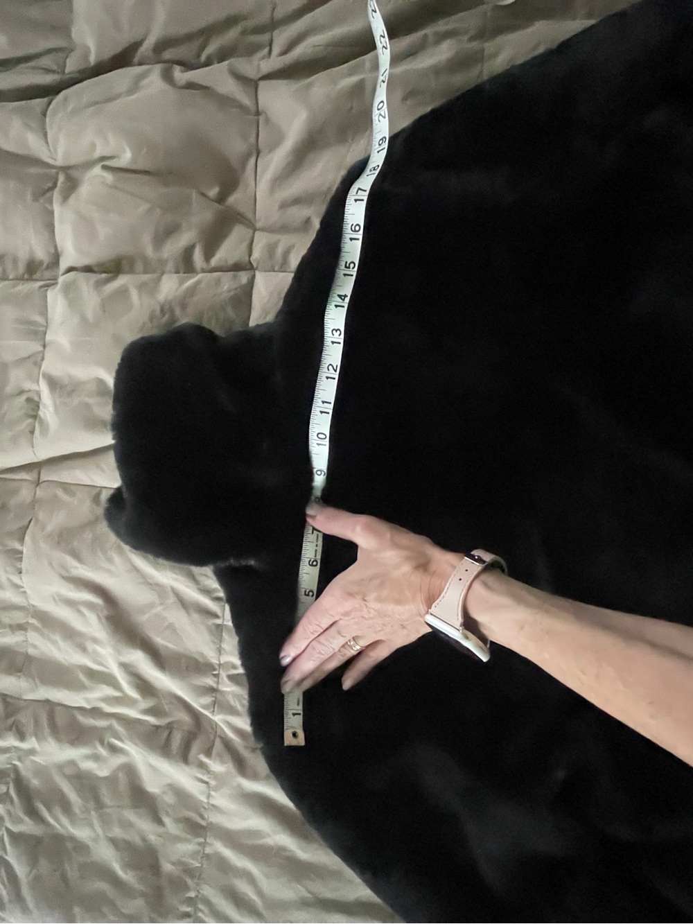 Weatherproof Black Faux Fur Teddy Jacket - Picture 4 of 5
